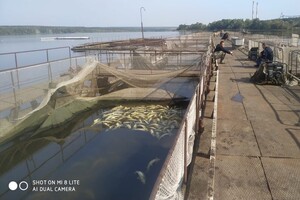 На Вінниччині загинуло 9 тонн червонокнижної риби