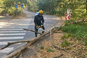 У Києві на автівку під час руху впало дерево