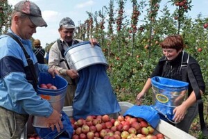 Поляки обурені через яблука з України: що відбувається із цінами
