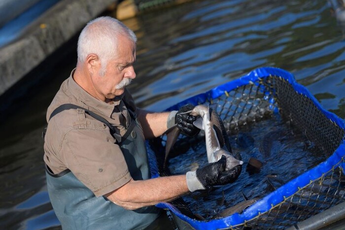Україна виводить рибне господарство із «тіні»: зроблено перший крок