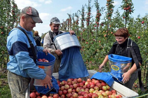 Польша жалуется на конкуренцию со стороны украинских производителей яблока