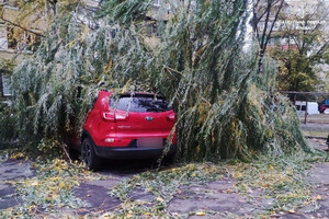 Деревья разбили десятки автомобилей