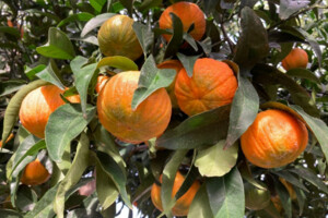 На ринок Європи вийшов новий сорт мандаринів у формі гарбуза