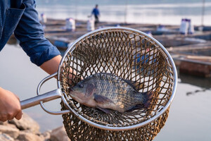 С 1 ноября в Украине запрещено ловить рыбу