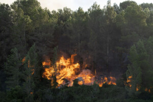 У Іспанії спалахнула лісова пожежа