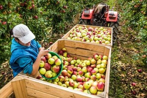 У Польщі неочікувано впали ціни на популярний фрукт 