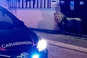 В Італії спіймали лева, який втік із цирку та блукав вулицями