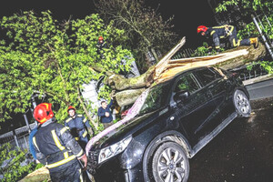 Коммунальщики заплатят большую компенсацию киевлянину, которого 10 лет назад травмировало дерево