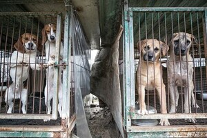 Собачі ферми в Південній Кореї