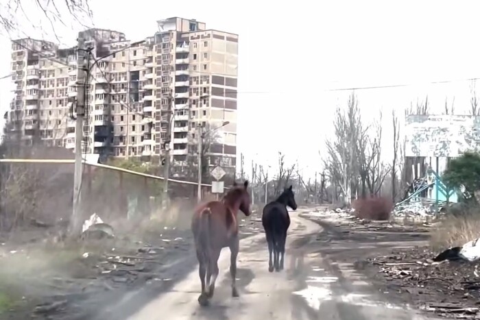 Неймовірна історія порятунку: волонтери під обстрілами евакуювали з Авдіївки двох коней