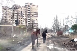 Неймовірна історія порятунку: волонтери під обстрілами евакуювали з Авдіївки двох коней