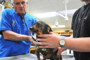 У США сотні домашніх улюбленців захворіли дивним вірусом