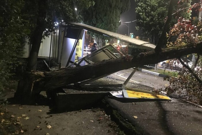 Ураган докотився до Росії: у Сочі дерево впало на зупинку з людьми (відео)