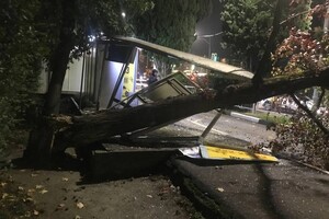 В Адлері дерево впало на транспорту зупинку