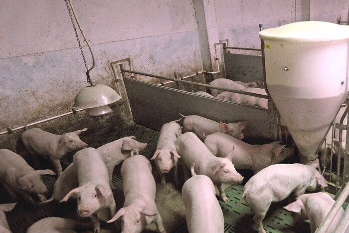 У Британії вперше зафіксовано новий штам «свинячого грипу» в людини