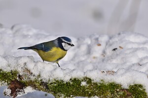 Услышать, как чирикают синицы – ночью будет сильный мороз