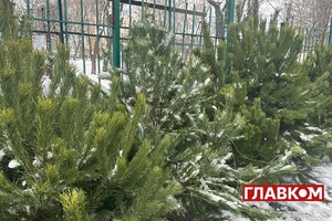 Ялинкові ярмарки у Києві: скільки коштують живі деревця та де їх можна купити