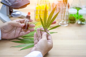 Тимошенко заблокувала підписання закону про легалізацію канабісу