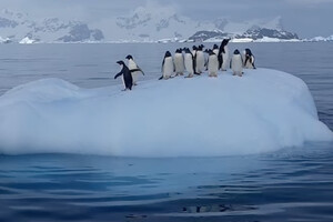 Українські полярники показали гойдалку, яку влаштували собі пінгвіни 