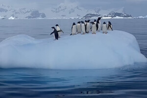 Украинские полярники показали качели, которые устроили себе пингвины