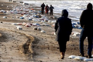 Товари з контейнерів розкидані вздовж 14-кілометрової берегової лінії