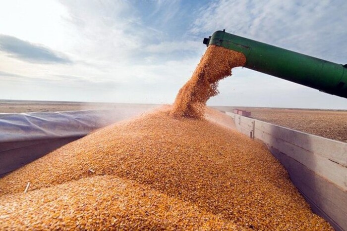 США дали свій прогноз щодо експорту української пшениці на 2024 рік