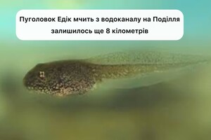 «Секретна місія пуголовка Едіка»: мережу розвеселив допис Вінницького водоканалу