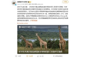 Чому у Китаї забороняють жирафів?