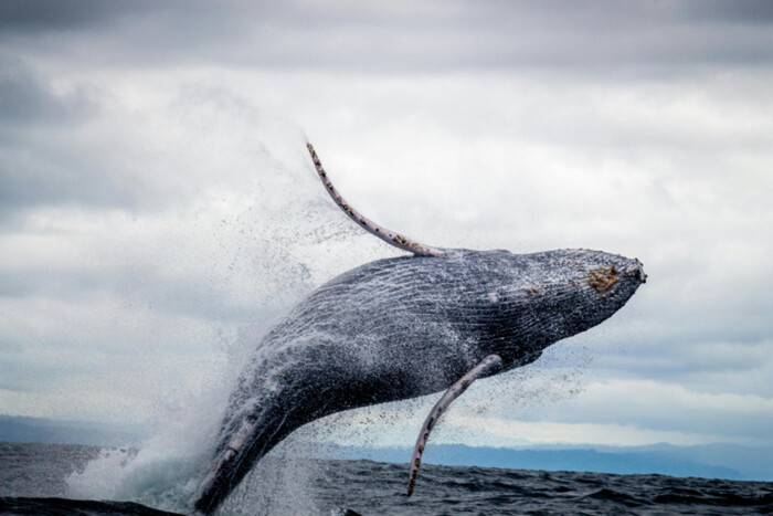 Всесвітній день китів. Які свята відзначаємо 18 лютого