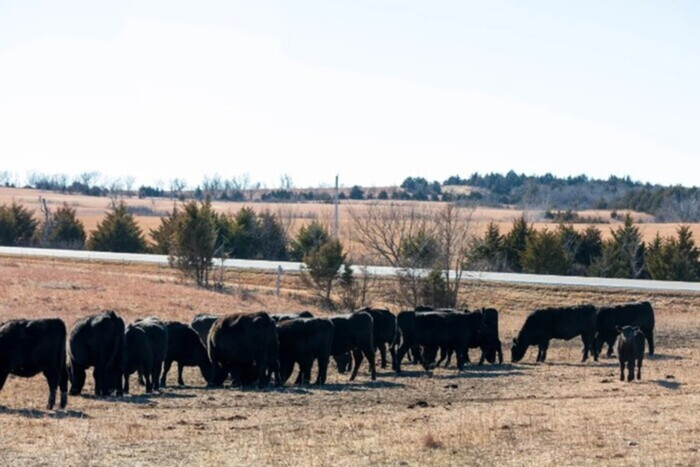 «Фермы прекращают работу ежедневно»: американские скотоводы рассказали о самом большом страхе