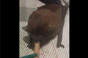 Військовий оприлюднив безліч відео, на яких він годує та розчісує зубною щіткою кажана