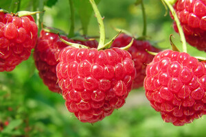 Фахівці назвали ягоду, яка здатна швидко вивести токсини і зайвий цукор з організму