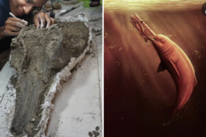 Череп доісторичного річкового дельфіна вчені знайшли в Амазонці (фото)