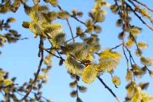 21 березня в Україні буде хмарно з проясненнями