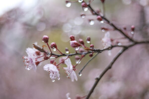 У низці областей України очікується дощова погода