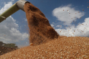 Стало відомо, в які країни Росія вивозить крадене українське зерно