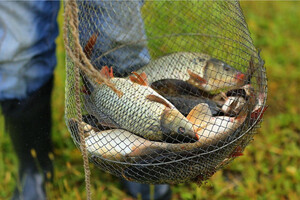 Заборона на вилов риби весною: що потрібно знати