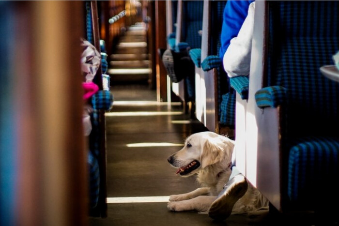 Укрзалізниця розробить нові правила перевезення тварин у поїздах