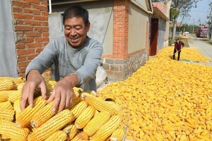 Китай «завалило» імпортною дешевою кукурудзою – Bloomberg