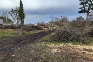 На Львівщині незаконно зрубали понад сотню дерев (фото)