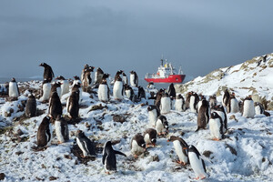 Біля станції «Академік Вернадський» зафіксовано рекордну кількість пінгвінів