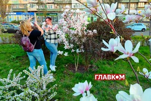У Києві розквітли магнолії. Яскраві фото