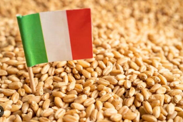 Італія скаржиться на засилля російської пшениці