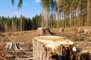 Мільярд гривень на рік. Вирубка лісу в Чорнобильській зоні набула жахливих масштабів 