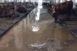 Тисяча корів може піти під воду: влада Орська неспроможна впоратися із негодою
