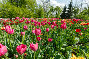 Весна на Співочому. У столичному парку готують сезонну виставку квітів