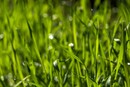 Сильно дождит – много вырастет травы