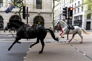 У Лондоні коні втекли від Королівської гвардії і промчалися центром: є постраждалі