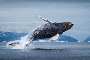 Українські полярники показали, як стрибають кити в Антарктиці 