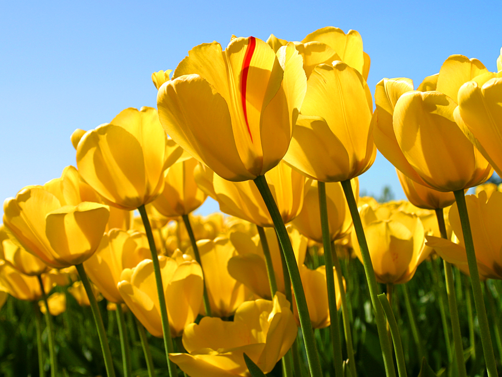 Tulips.jpg (606 KB)